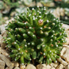 Mammillaria painteri