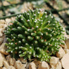 Mammillaria painteri