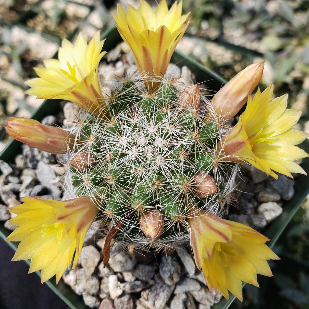 Mammillaria prolifera