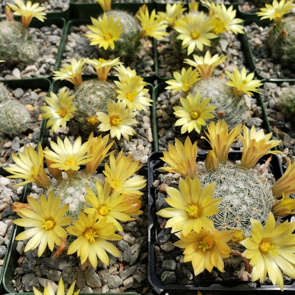 Mammillaria prolifera