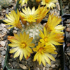 Mammillaria prolifera