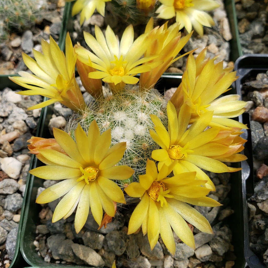Mammillaria prolifera