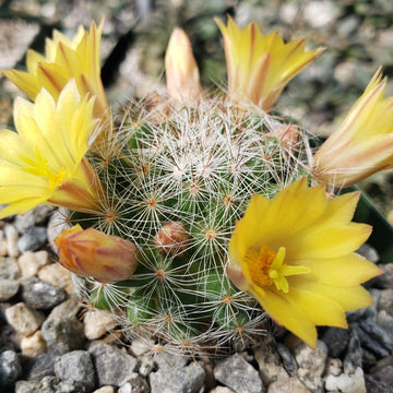 Mammillaria prolifera Cactus Plant