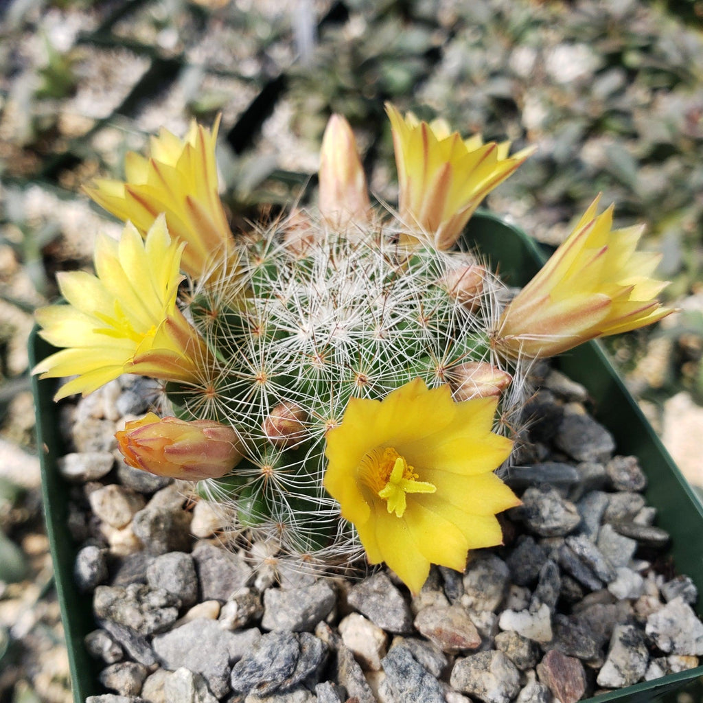 Mammillaria prolifera