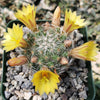 Mammillaria prolifera
