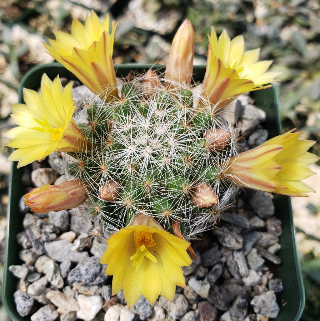 Mammillaria prolifera