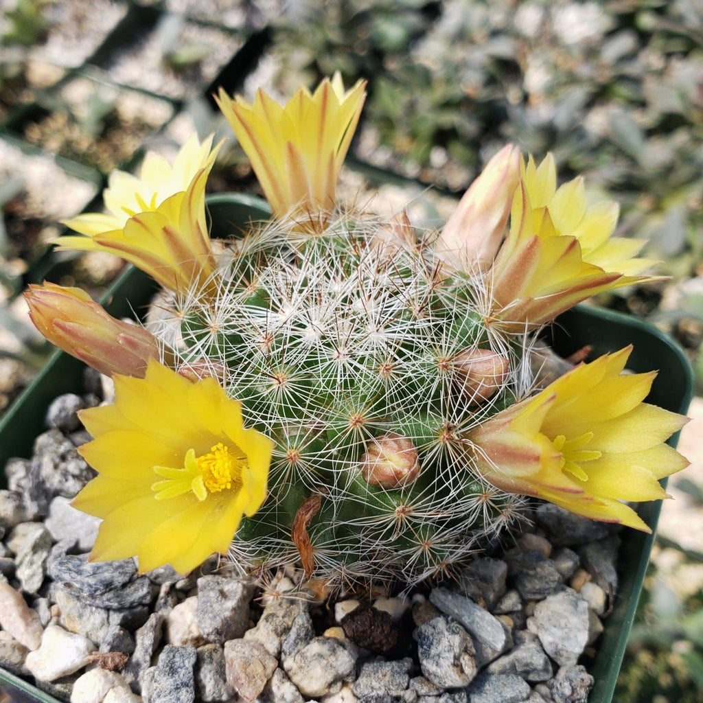 Mammillaria prolifera