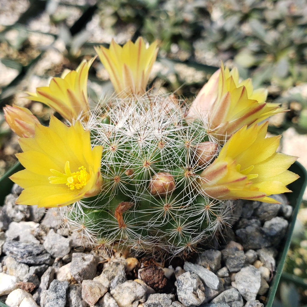 Mammillaria prolifera