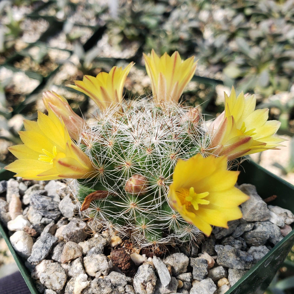 Mammillaria prolifera