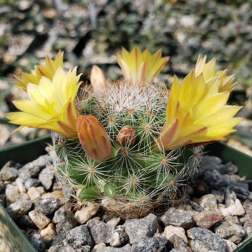 Mammillaria prolifera