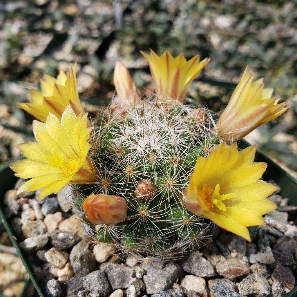 Mammillaria prolifera