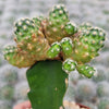 Mammillaria saboae haudeana grafted