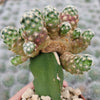 Mammillaria saboae haudeana grafted