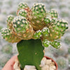 Mammillaria saboae haudeana grafted