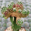 Mammillaria saboae haudeana grafted