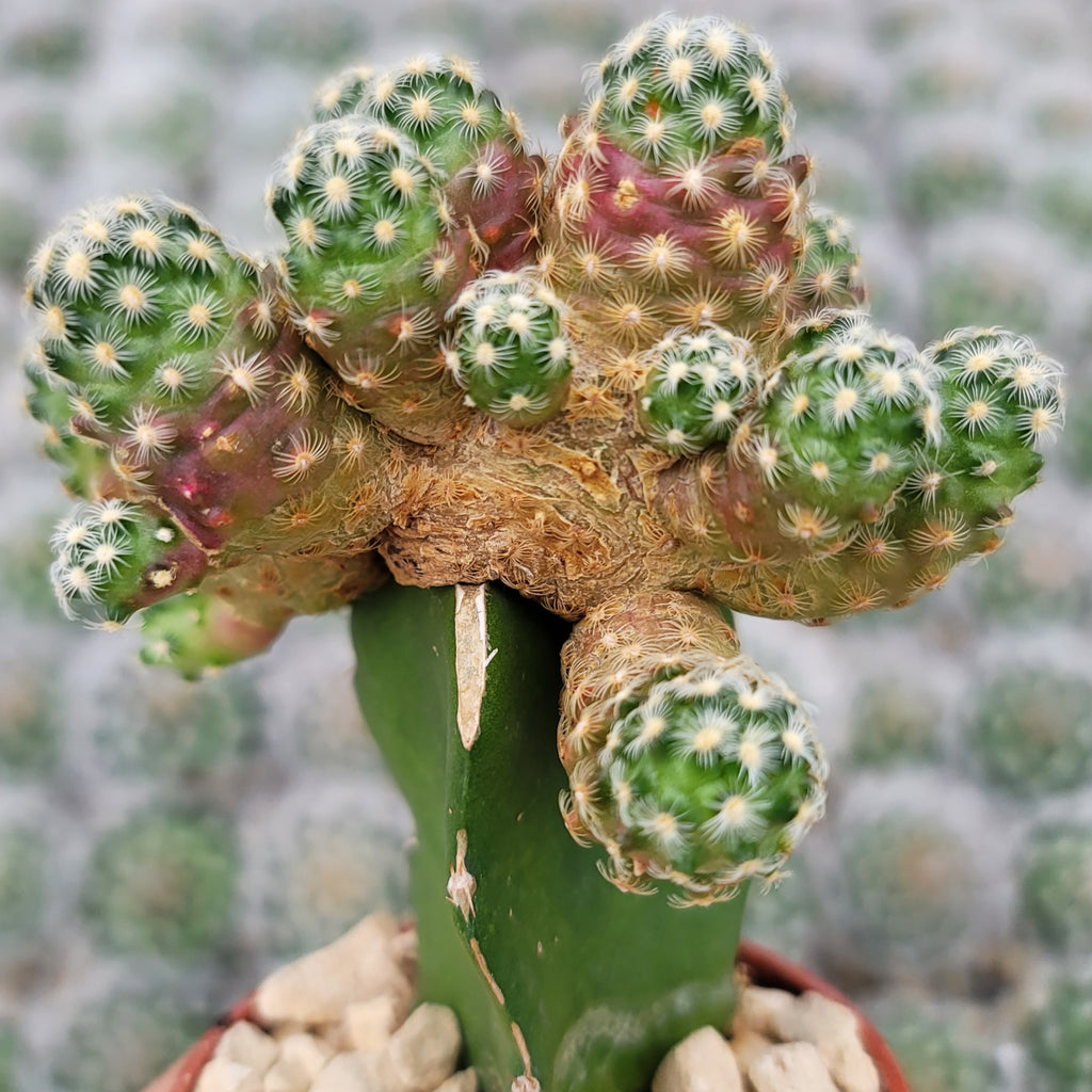Mammillaria saboae haudeana grafted