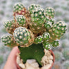 Mammillaria saboae haudeana grafted