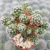 Mammillaria saboae haudeana grafted