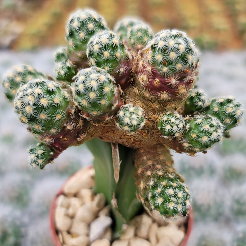 Mammillaria saboae haudeana grafted