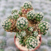 Mammillaria saboae haudeana grafted