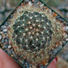 Fishhook Cactus - Mammillaria saffordii &