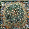 Fishhook Cactus - Mammillaria saffordii &