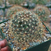 Fishhook Cactus - Mammillaria saffordii &