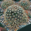 Fishhook Cactus - Mammillaria saffordii &