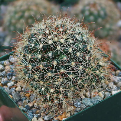 Fishhook Cactus - Mammillaria saffordii 'Carretii'