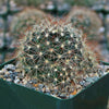 Fishhook Cactus - Mammillaria saffordii &