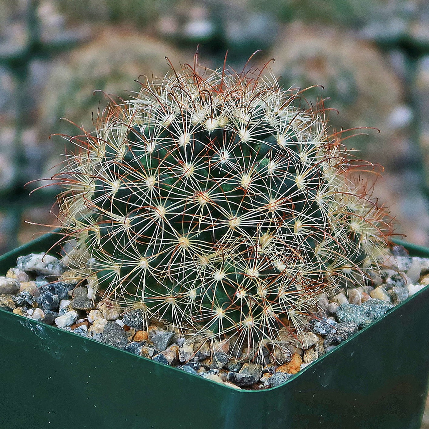 Fishhook Cactus - Mammillaria saffordii 'Carretii