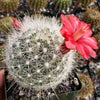 Mammillaria senilis