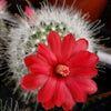 Mammillaria senilis