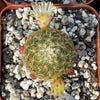 Mammillaria solisioides