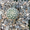 Mammillaria solisioides