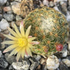 Mammillaria solisioides