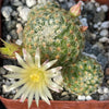 Mammillaria solisioides