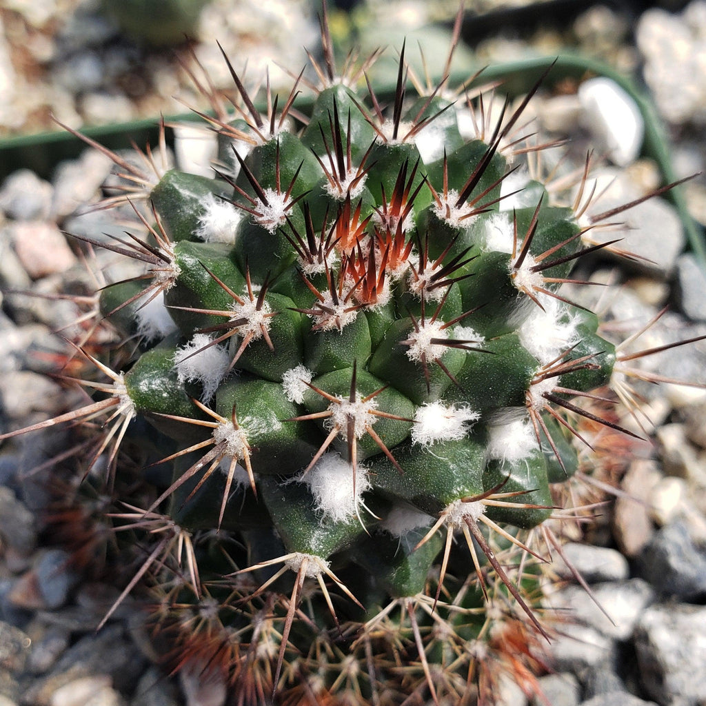 Mammillaria voburnensis