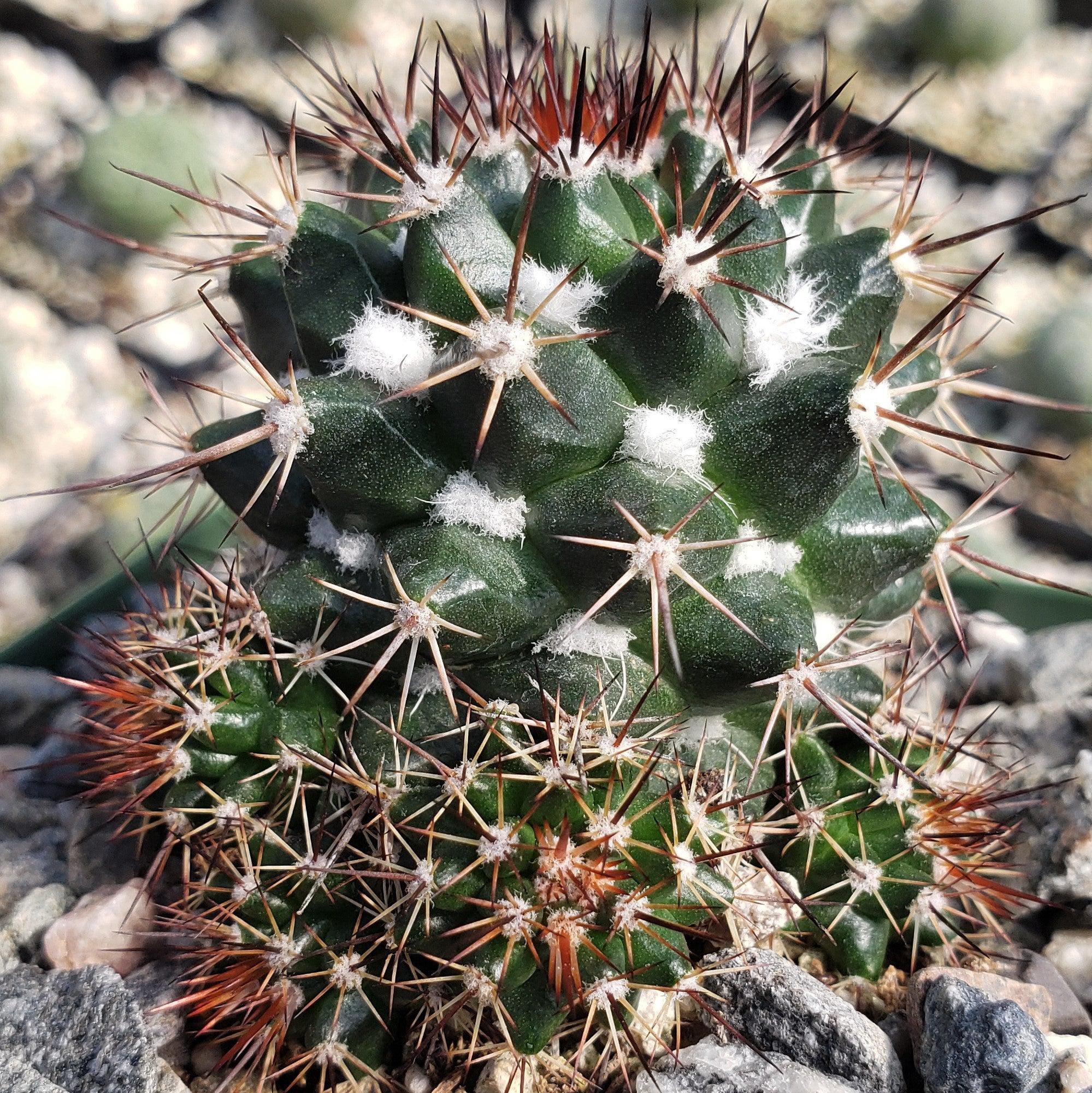 Mammillaria voburnensis