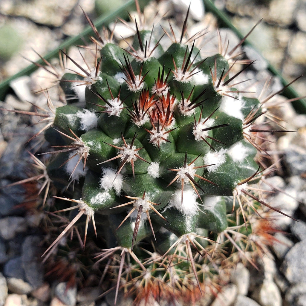 Mammillaria voburnensis