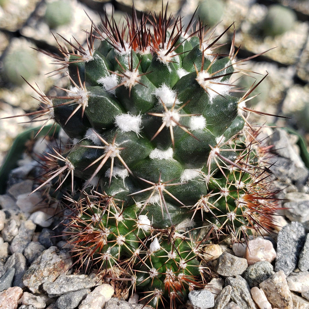Mammillaria voburnensis
