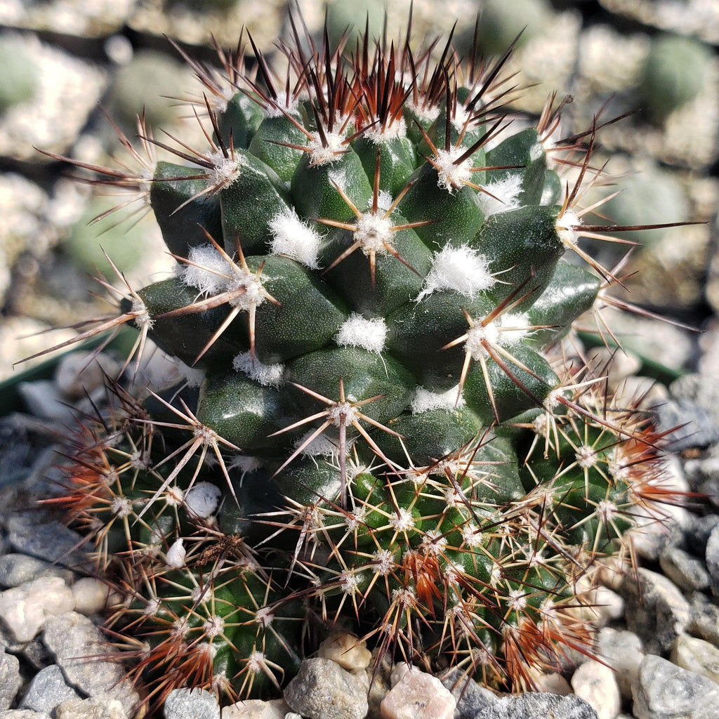 Mammillaria voburnensis