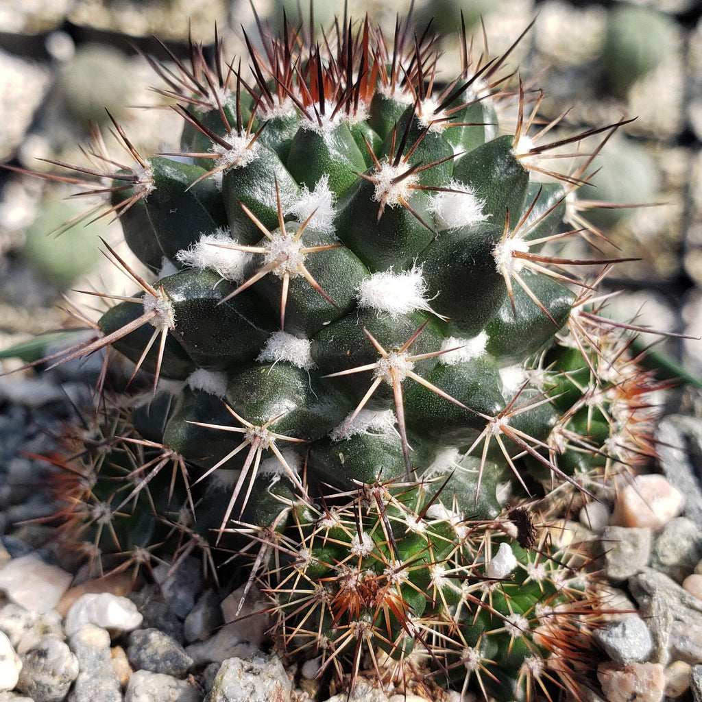 Mammillaria voburnensis