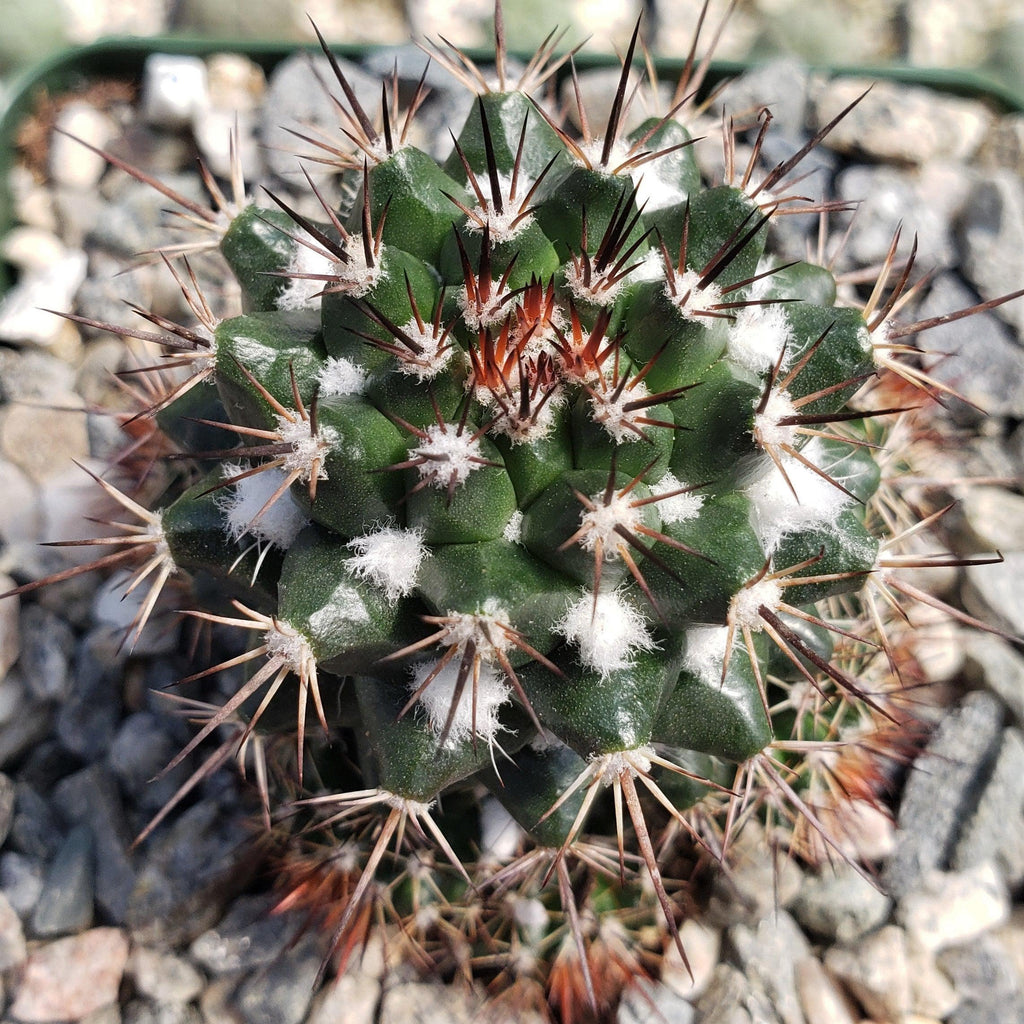 Mammillaria voburnensis