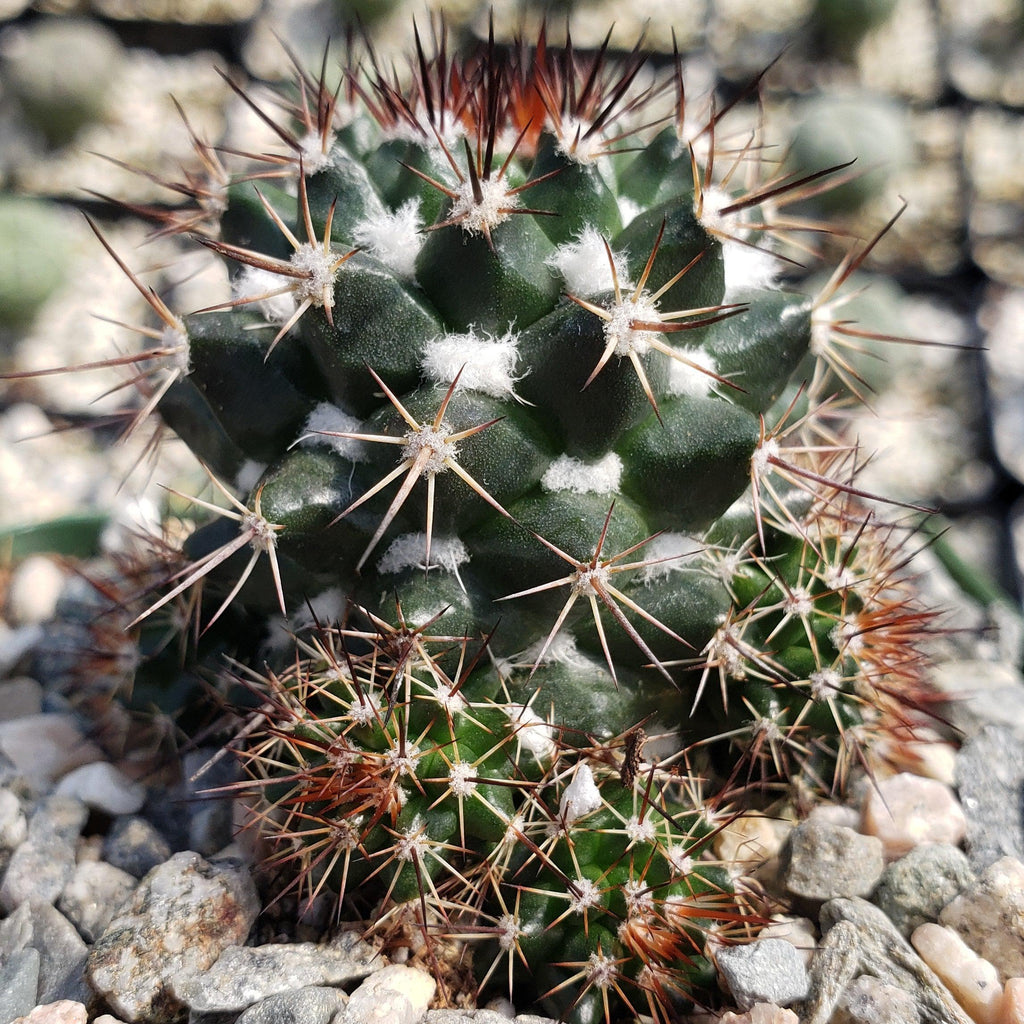 Mammillaria voburnensis