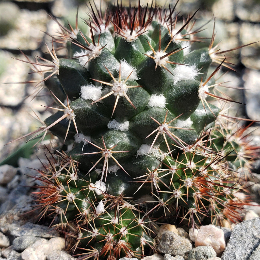 Mammillaria voburnensis