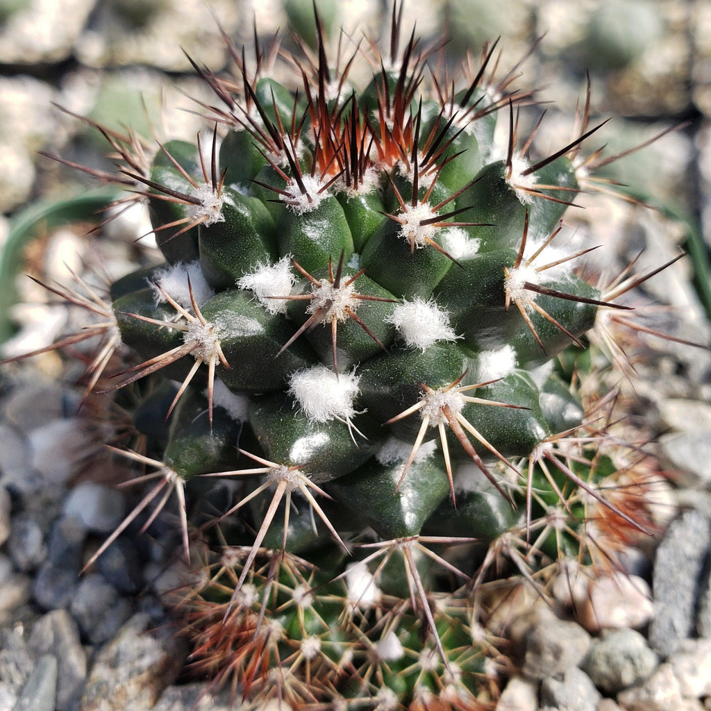 Mammillaria voburnensis