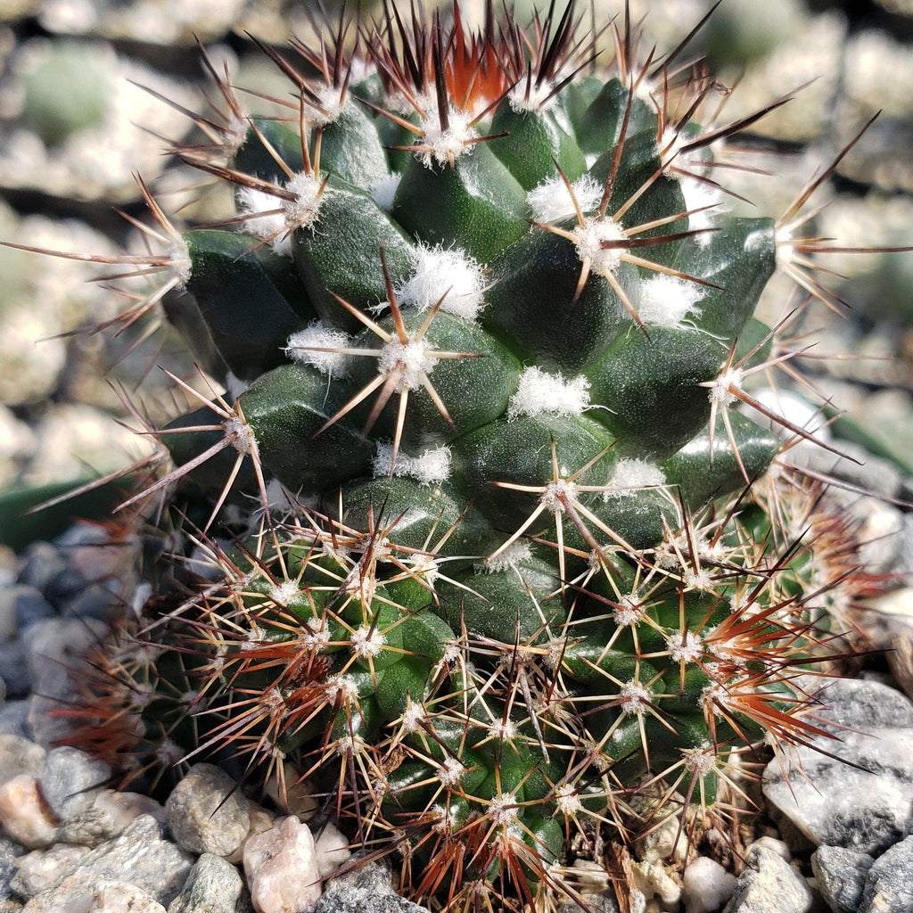 Mammillaria voburnensis