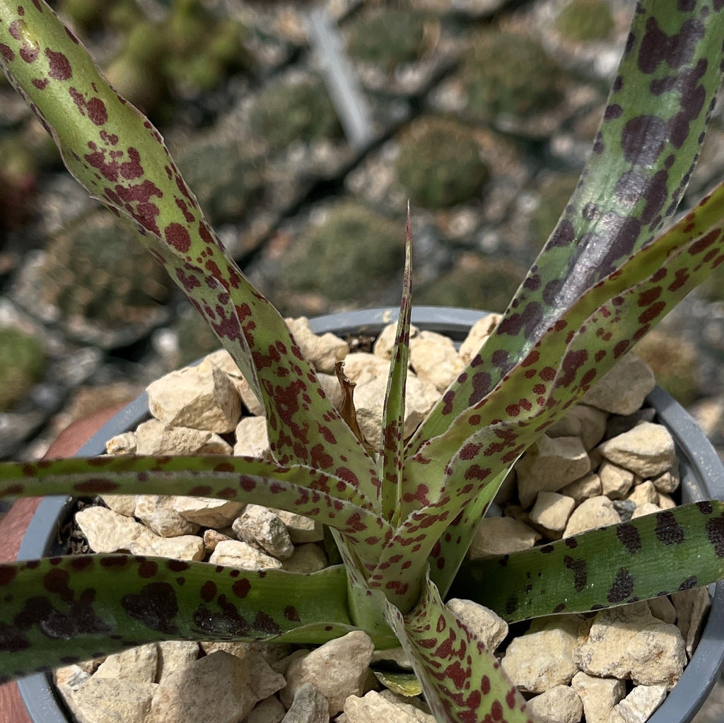 Manfreda undulata ‘Chocolate Chips’