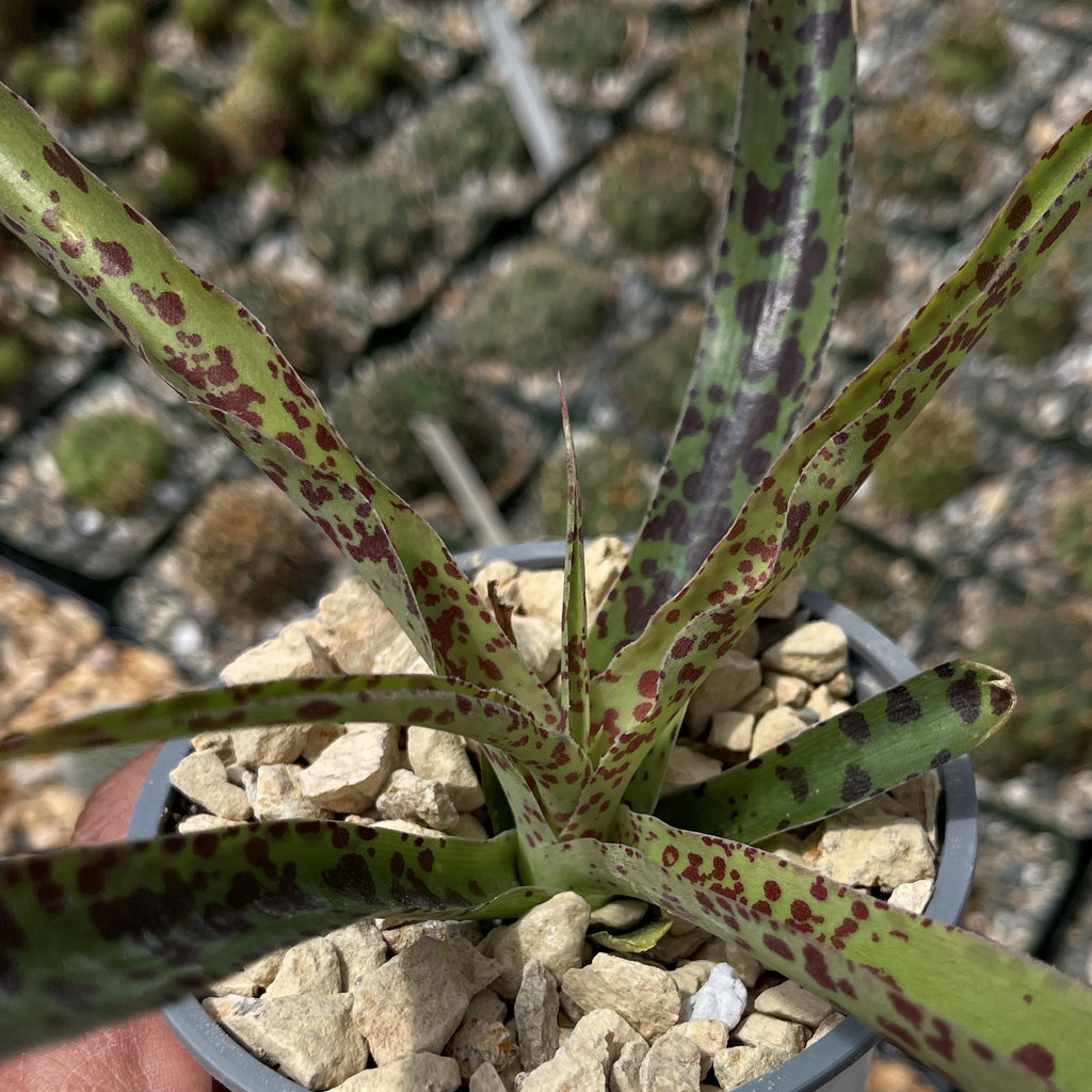 Manfreda undulata ‘Chocolate Chips’